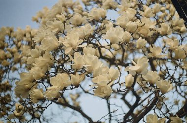 Bahçede beyaz çiçekler