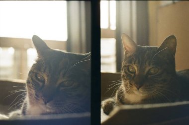 Kedi yerde yatıyor.