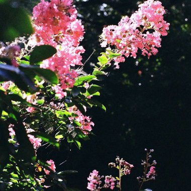 Güzel botanik fotoğrafı, doğal duvar kağıdı.