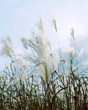 Doğanın güzel manzarası