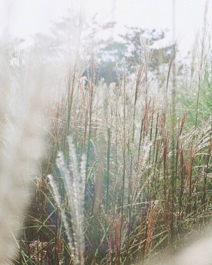 Güzel botanik fotoğrafı, doğal duvar kağıdı.