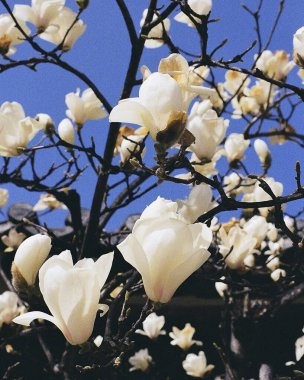 Güzel botanik fotoğrafı, doğal duvar kağıdı.