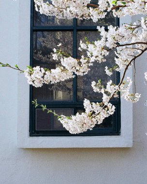 Bahçedeki güzel çiçekler