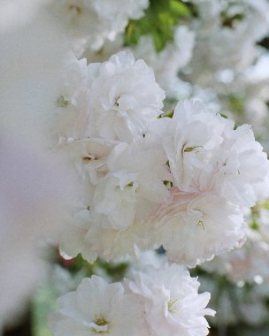 Bahçede bahar çiçekleri