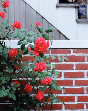 Bahçedeki güzel çiçekler