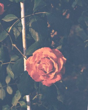 Bahçedeki güzel pembe güller