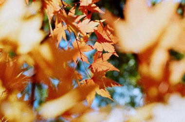 Sonbahar yaprakları, sonbahar bitkileri