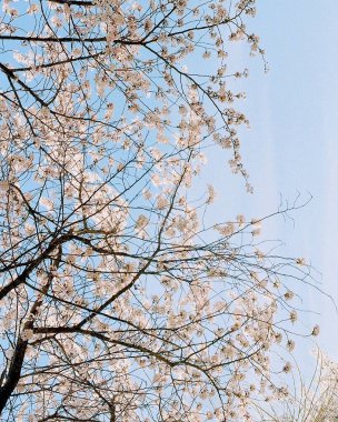 Japonya 'da kiraz çiçeği