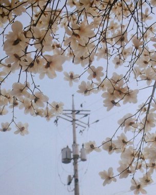 Güzel botanik fotoğrafı, doğal duvar kağıdı.
