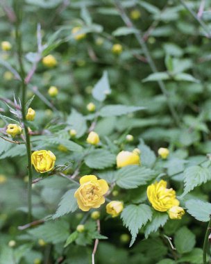 Yakın plan - çiçek açan güzel çiçeklerin görüntüsü