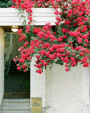Bahçedeki güzel çiçekler