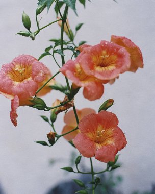 Bahçedeki güzel çiçekler