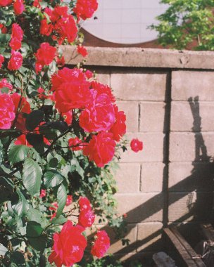 Bahçedeki kırmızı güller