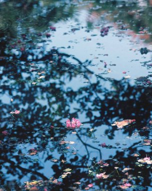 Güzel botanik fotoğrafı, doğal duvar kağıdı.