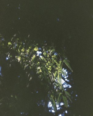 yeşil yapraklar, bitkiler ve yapraklar