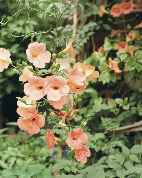 Bahçedeki güzel çiçekler