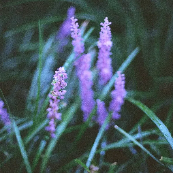 Güzel botanik fotoğrafı, doğal duvar kağıdı.
