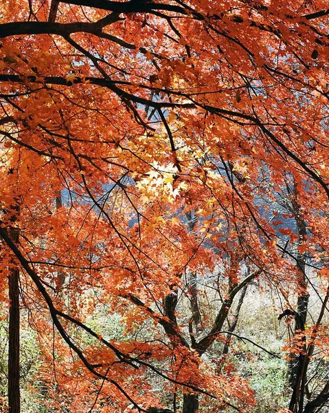 Renkli sonbahar yaprakları, sonbahar mevsimi ve orman