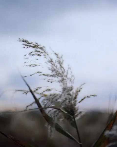 Güzel botanik fotoğrafı, doğal duvar kağıdı.
