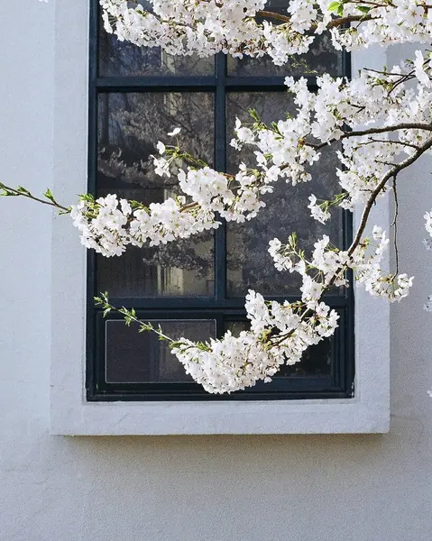 Bahçedeki güzel çiçekler