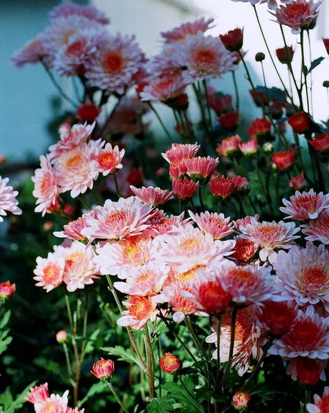 Bahçedeki güzel çiçekler