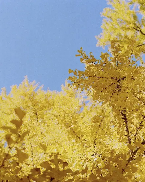 Sonbahar yaprakları, sonbahar bitkileri