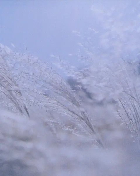 Karda donmuş çimenler