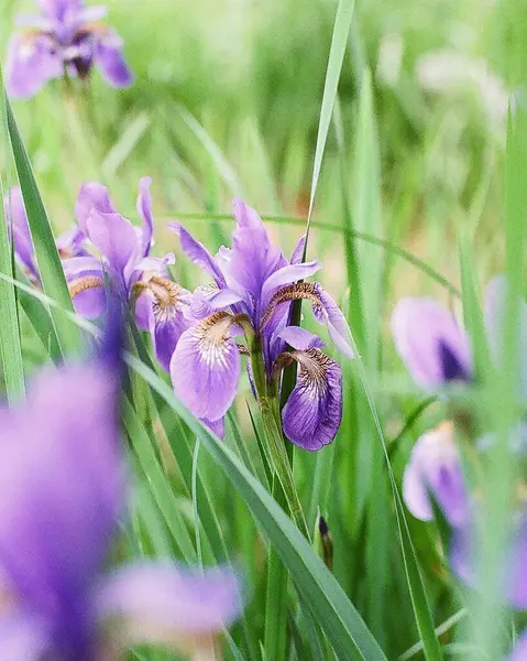 Bahçedeki güzel çiçekler