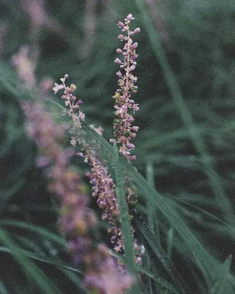 Bir çiçeğe yaklaş.