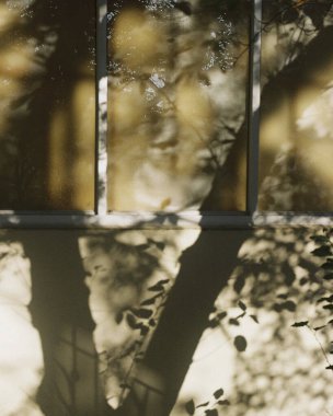 Sonbahar yaprakları, sonbahar bitkileri