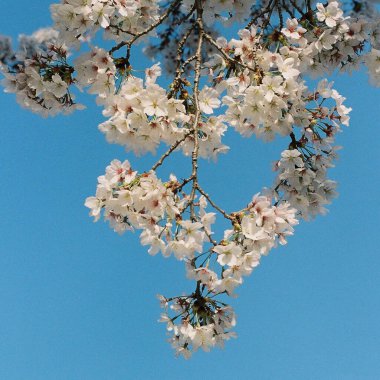 Güzel botanik fotoğrafı, doğal duvar kağıdı.