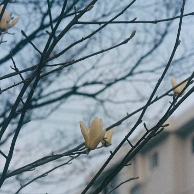 Güzel botanik fotoğrafı, doğal duvar kağıdı.