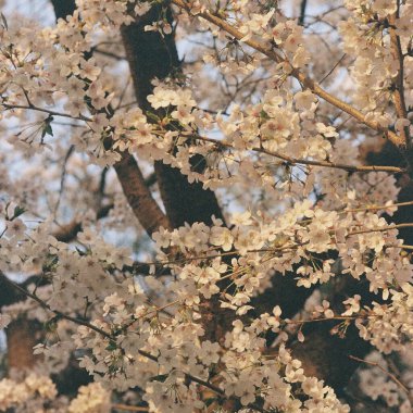 Bahçede güzel bahar çiçekleri
