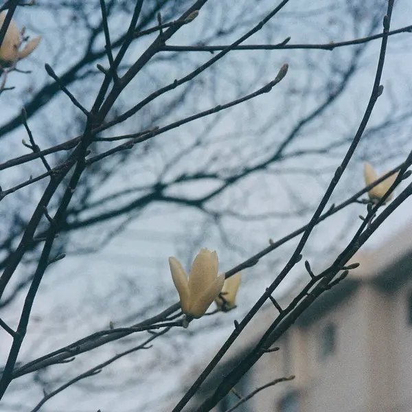 Güzel botanik fotoğrafı, doğal duvar kağıdı.