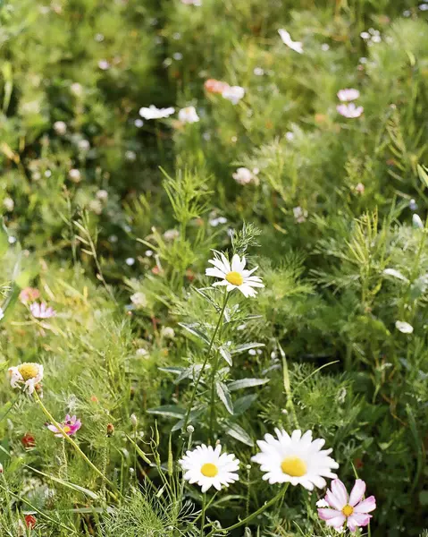 Bahçedeki güzel çiçekler