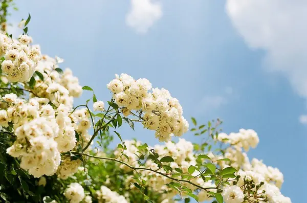 Bahçedeki güzel çiçekler