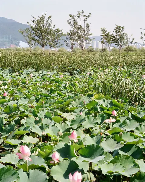 Bahçedeki nilüfer çiçeği