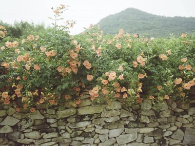 Bahçedeki güzel çiçekler
