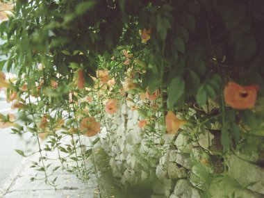 yeşil yapraklar, bitkiler ve yapraklar