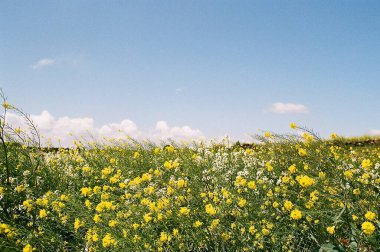 Güzel sarı çiçekler tarlada