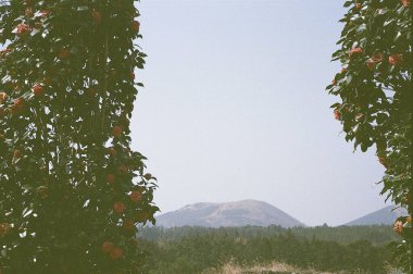 Dağın tepesinde kırmızı elmalar olan elma ağacı.