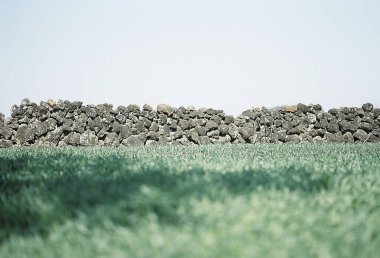 Parkta bir çim tarlası