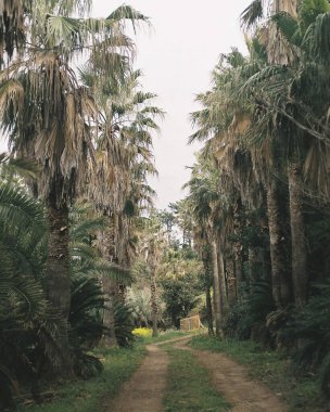 Ormanda palmiye ağaçları