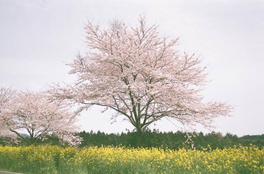 Bahçede güzel bahar çiçekleri