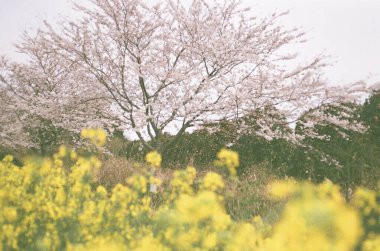 Bahçede güzel bahar çiçekleri