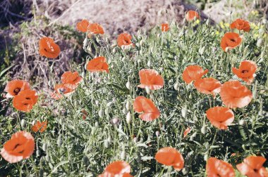 Güneşteki bir tarlada kırmızı gelincikler, ön planda bir güneş manzarası, bir çiçek tarlası. yüksek kaliteli fotoğraf