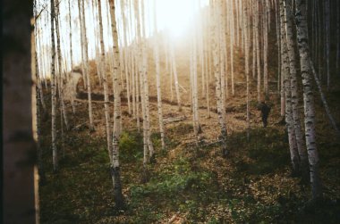 Sabah huş ağacı ormanları