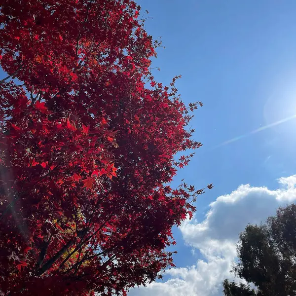 Ormanda sonbahar yaprakları