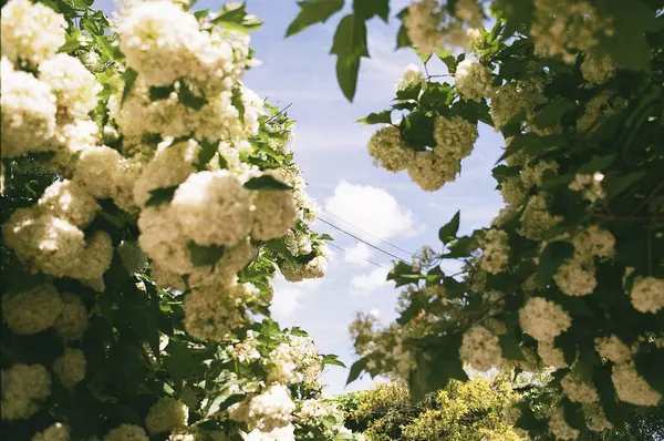 Güzel botanik fotoğrafı, doğal duvar kağıdı.