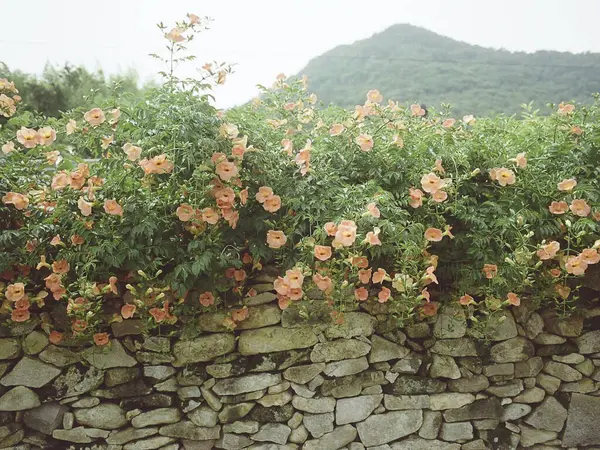 Bahçedeki güzel çiçekler
